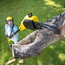 Best Tree Trimming and Pruning  in Eggertsville, NY