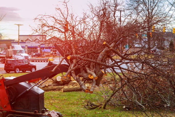 Best Storm Damage Tree Cleanup  in Eggertsville, NY