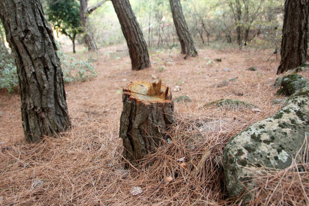 How Our Tree Care Process Works  in  Eggertsville, NY