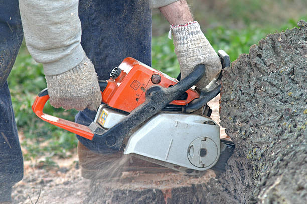 Best Lawn Maintenance Plans  in Eggertsville, NY