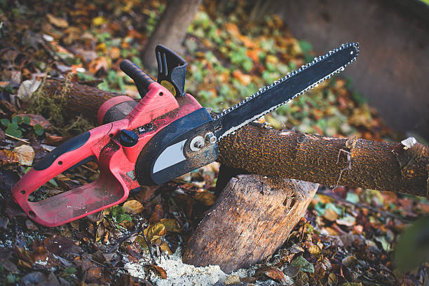 Best Emergency Tree Removal  in Eggertsville, NY